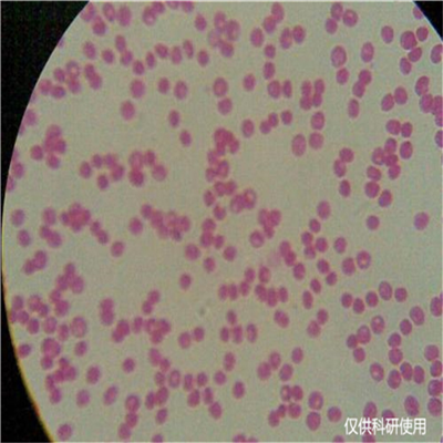 Purpureocillium atypicolum