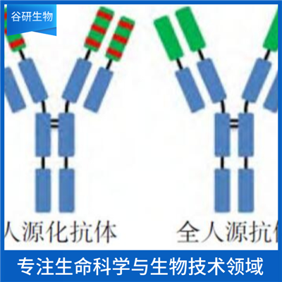 丙型肝炎病毒1a基因型NS5蛋白抗体