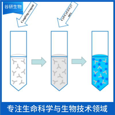 诺如病毒蛋白抗体