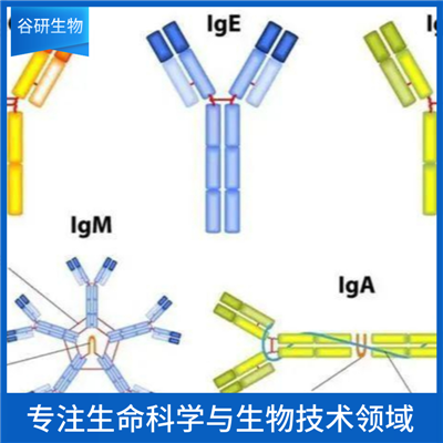 PE标记牛IgG