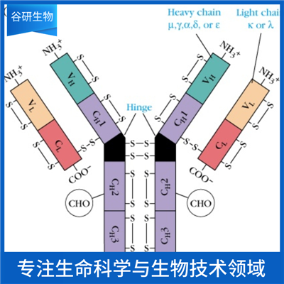 荧光素标记兔抗增值细胞核抗原抗体IgG